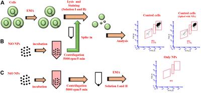 Primary and Secondary Genotoxicity of Nanoparticles: Establishing a Co-Culture Protocol for Assessing Micronucleus Using Flow Cytometry